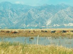 -敕勒川草原文化旅游区