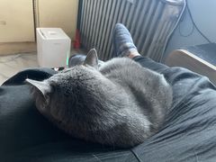-猫大福·Fortune Cat猫舍(百子湾店)
