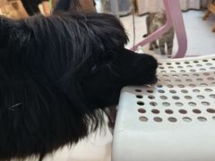 -我爱猫咪·猫咖·狗咖·安哥拉兔·羊驼咖(小寨华旗店)
