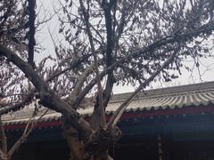 -万寿八仙宫