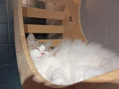 -豆逗聊愈猫阁Easy Life