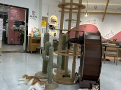 -喵园·猫主题咖啡厅·撸猫·猫咖(国贸店)