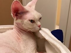 -瑞派康怡24h宠物医院·犬猫医疗中心·微创绝育(瑞景分院)
