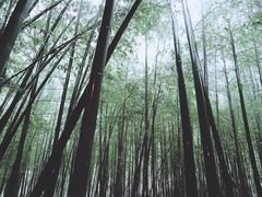 -重庆雨台山风景区