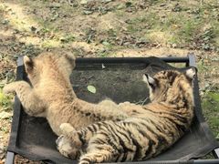 -西霞口神雕山野生动物世界