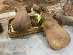 -Zoolung Zoolung动物主题公园(海信广场店)