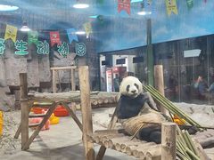 -栾川竹海野生动物园