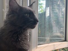 -猫小院猫主题餐厅(三里屯店)