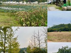 -梁子湖东篱老屋生态庄园