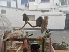 -吉丁鸟咖·异宠·寄养