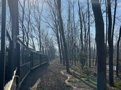 -合肥滨湖国家森林公园