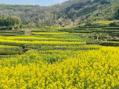 -桑洲油菜花景区