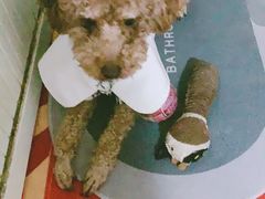 -利又安动物医院··老年病·猫科犬科·中兽医