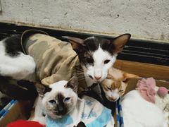 -猫色咖啡·猫咖