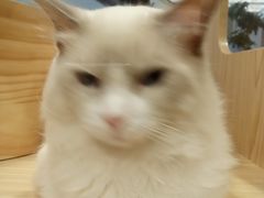 -屋虎猫馆(宝安大仟里店)