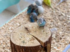 -怪兽屋·羊驼·猫咖·狗咖(俊华广场店)