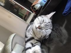 -猫大福·Fortune Cat猫舍(百子湾店)