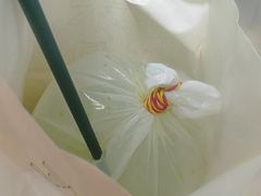 -春莱·老挝咖啡·泰式奶茶(钟楼店)