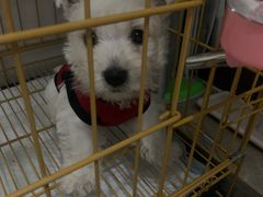 -翊宠yipet猫狗购宠庄园犬舍•猫舍