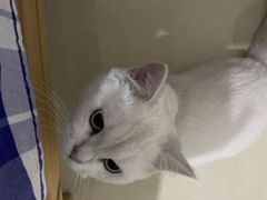 -小伙伴宠物医院·CT·骨科·眼科(高新店)