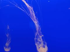 -上海海洋水族馆