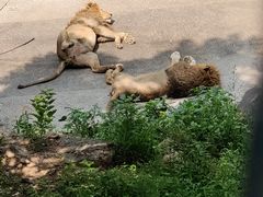 -大连森林动物园