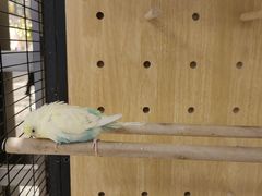 -太湖饭店玉兰厅(自助餐厅)