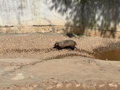 -西霞口神雕山野生动物世界