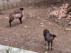 -成都动物园
