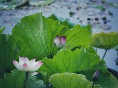 -荷塘月色湿地公园·向阳花洲