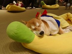 -逗柴咖啡屋·狗咖猫咖宠物桌游