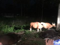 -清迈夜间动物园