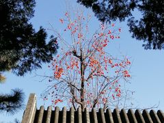 -颐和园