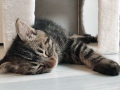 -平行世界·猫咖(首经贸店)
