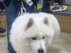 -美联众合动物医院·24h转诊中心