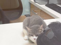 -中农大我爱我爱动物医院·核磁CT·猫病·24小时夜诊中心(石佛营店)