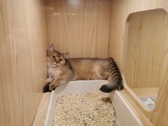 -屋虎猫馆(宝安大仟里店)