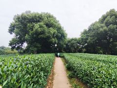 -西湖风景区十里琅珰-五云山