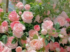-CoCo都可(虹口龙之梦店)