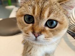 -飞行喵MR PILOT|猫舍·猫咖(静安大融城店)