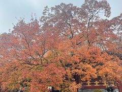 -香山公园