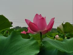 -嘉北郊野公园