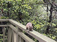 -苍山感通索道