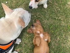 -萌宠之家·腊肠犬·马尔泰·小体犬舍