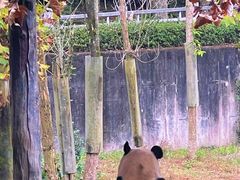 -中国大熊猫保护研究中心雅安碧峰峡基地