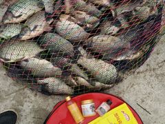 黄面鲤＋黑坑米的战绩-陈氏渔具(金兴市场店)