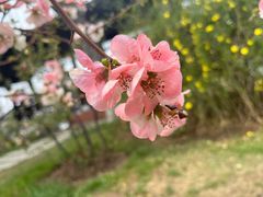 -莫愁湖公园