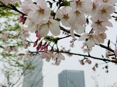 -新虹桥中心花园