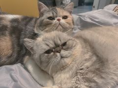 -瑞鹏宠物医院·骨科·猫科·内科(第一中心)