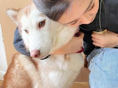 -Husky Go! 哈士奇体验馆·宠物咖啡厅狗咖